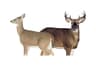 Montana Decoy Whitetail Dream Team, Buck and Doe