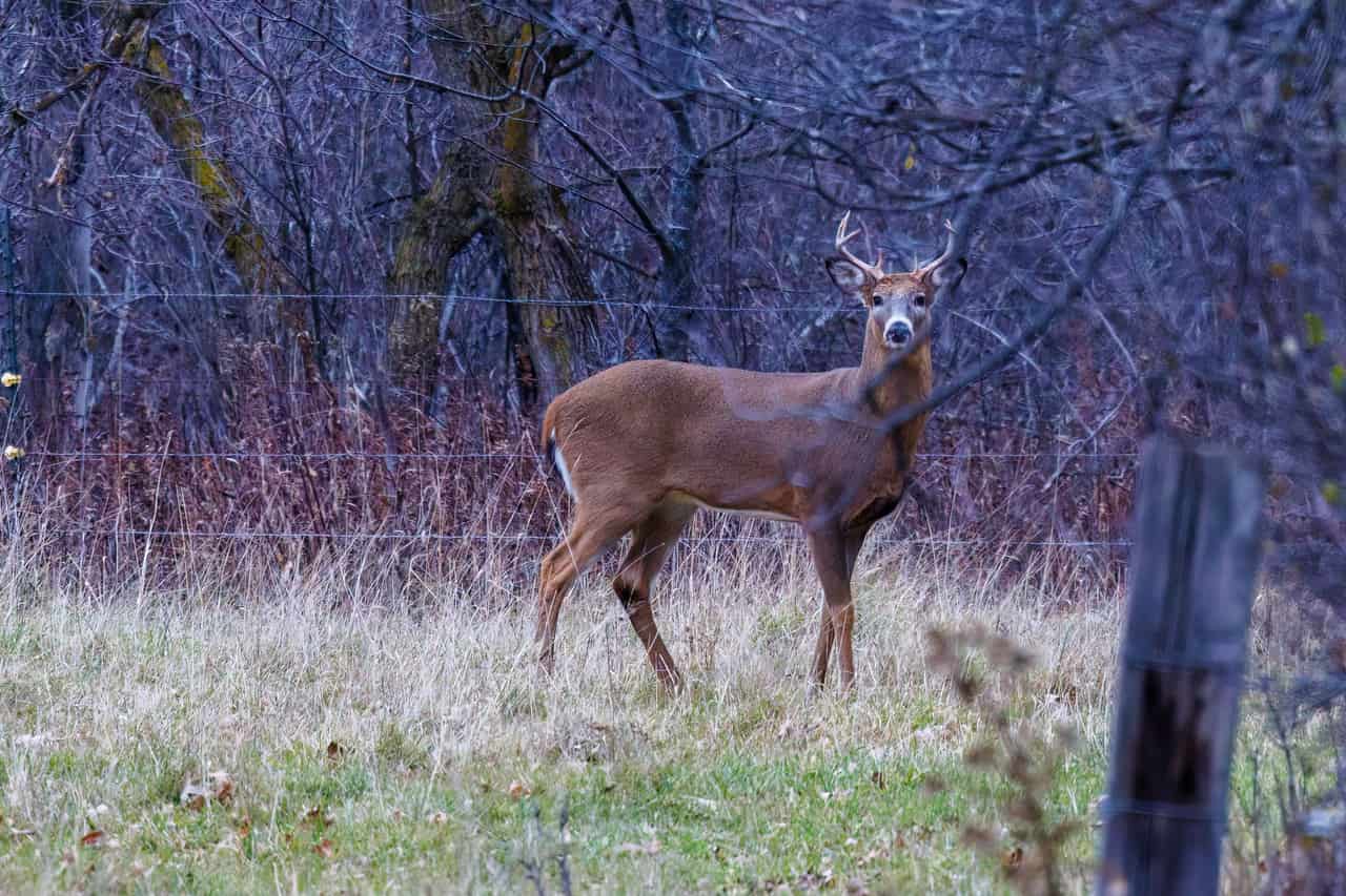 A whitetail deer at the edge of a field