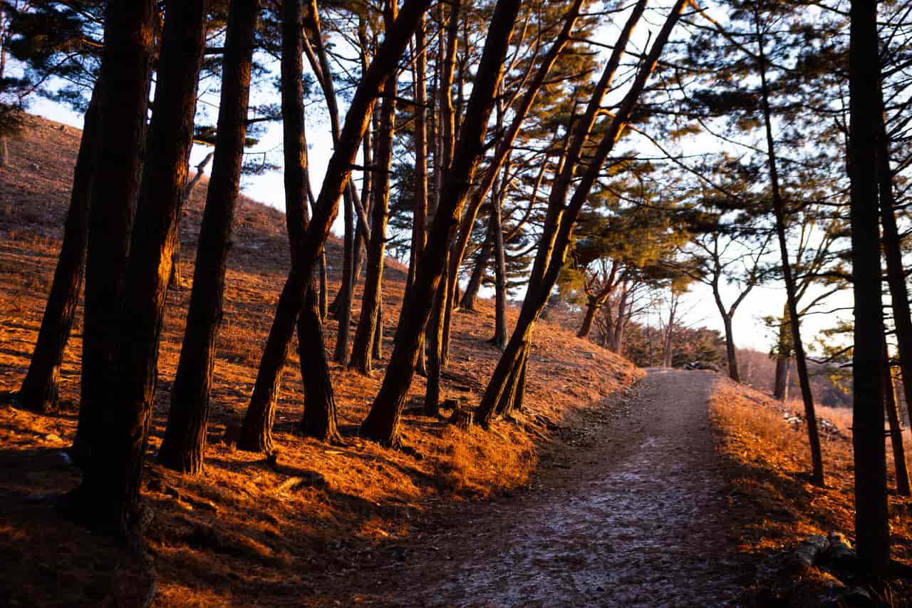 A worn path leading into thick cover in the timber