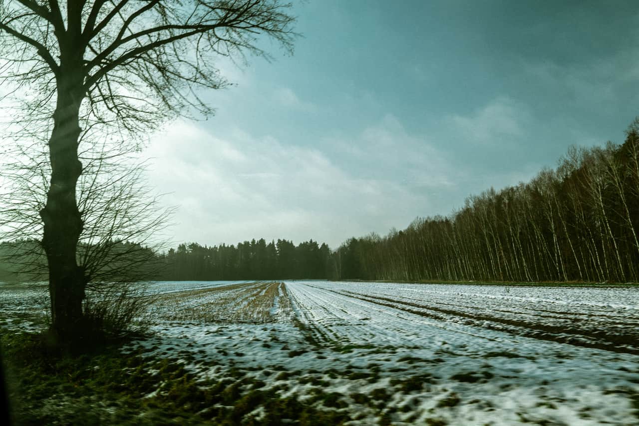 Snow-dusted timber and a frozen field edge in late season