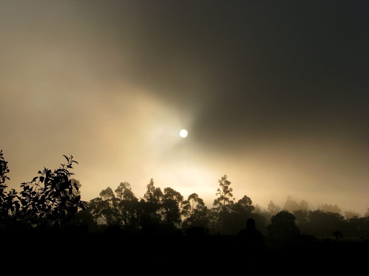 A field edge meeting the treeline in soft morning light