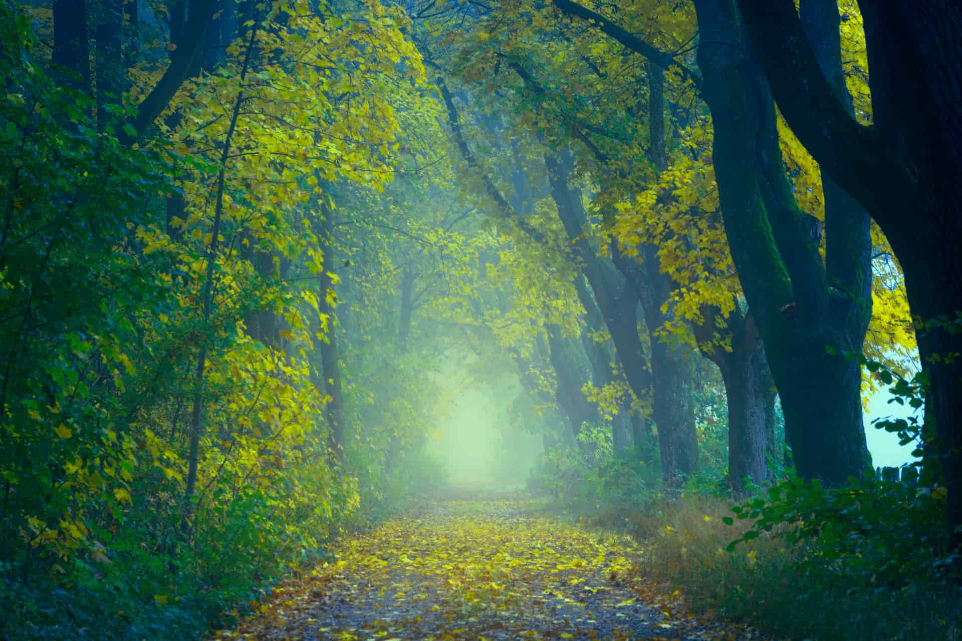 A game trail winding through thick autumn woods