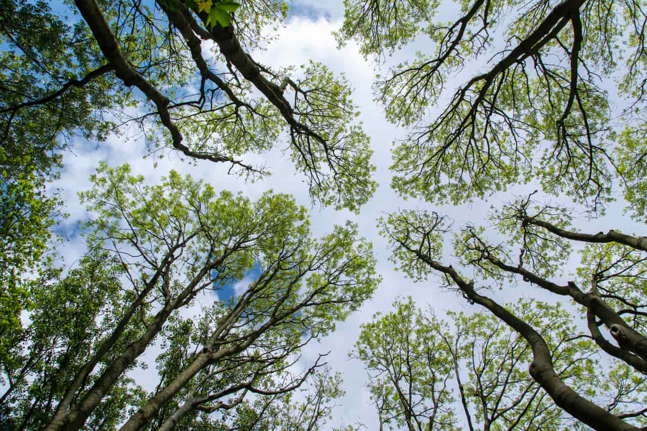 Looking up into the bare canopy of an autumn forest
